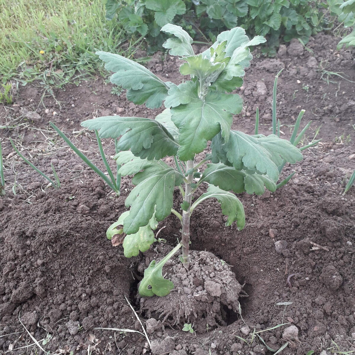 В 2021 году укоренённые в теплице черенки были высажены в открытый грунт 21 мая.