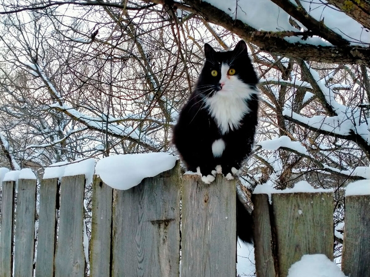 …и ходить по забору