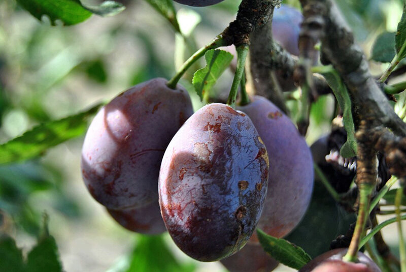 Знаменитые аженские сливы https://commons.wikimedia.org/wiki/File:Prune_d_ente.jpg