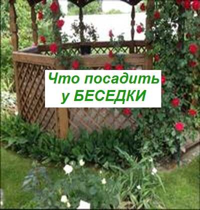 какие растения высадить у беседки