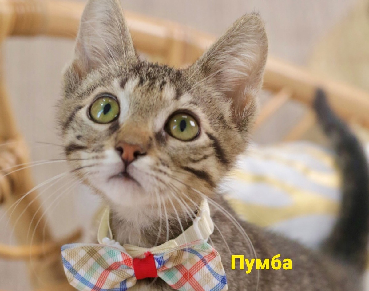 Фото-собственность канала