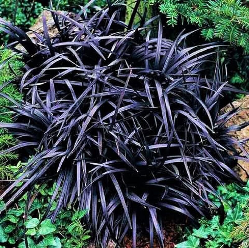 Офиопогон Planiscapus Black Dragon. Фото с сайта: https://chelsea-garden-shop.com.ua.