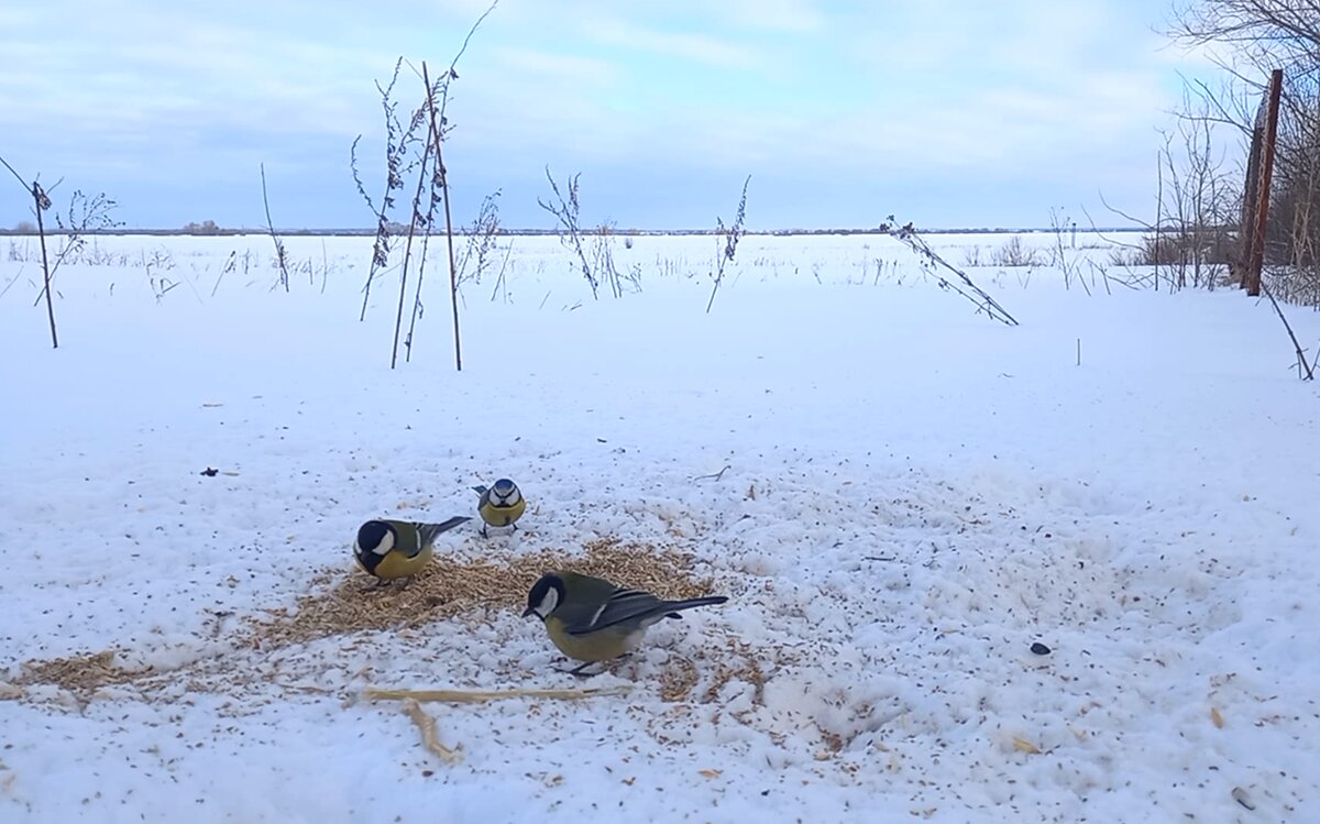 Две большие синицы и лазоревка на подкормке.