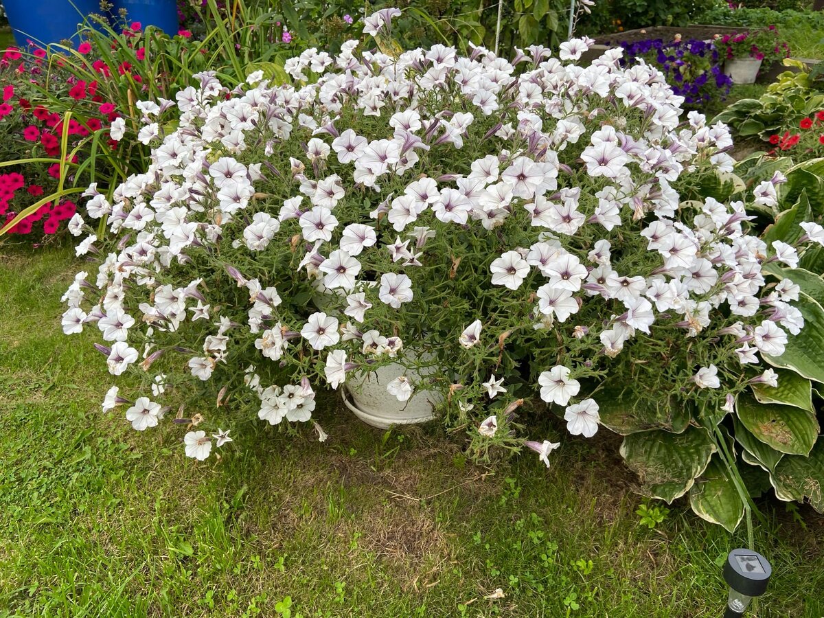 Тайдал Сильвер 1 растение в 27 литрах.