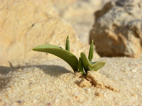 Ophioglossum polyfyllum (листайте галерею)