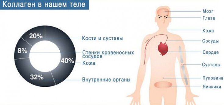 Где находится коллаген