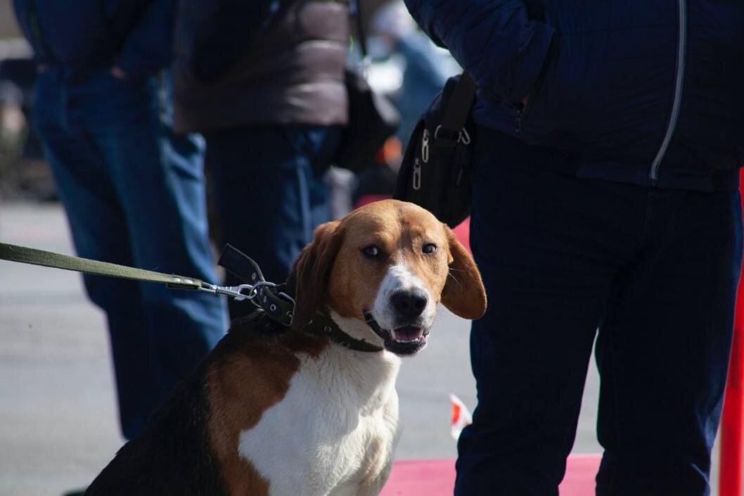 | Фото: пресс-служба Госохотдепартамента Тюменской области