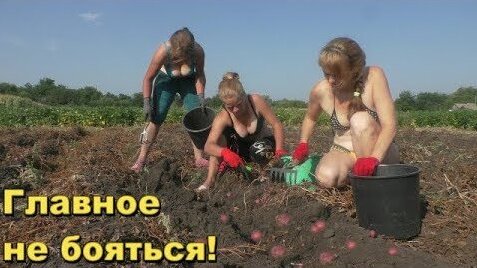 С девчонками убираем картофель, есть на что посмотреть