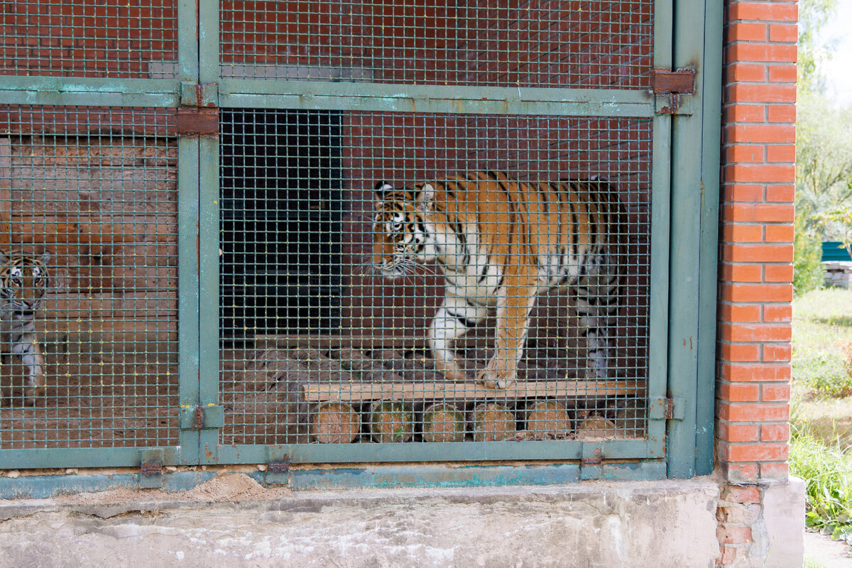 Зоопитомник в сычево. Московский зоопарк сычево. Зоопитомник в сычево. Зоопитомник московского зоопарка волоколамск. Московский зоопарк сычево.