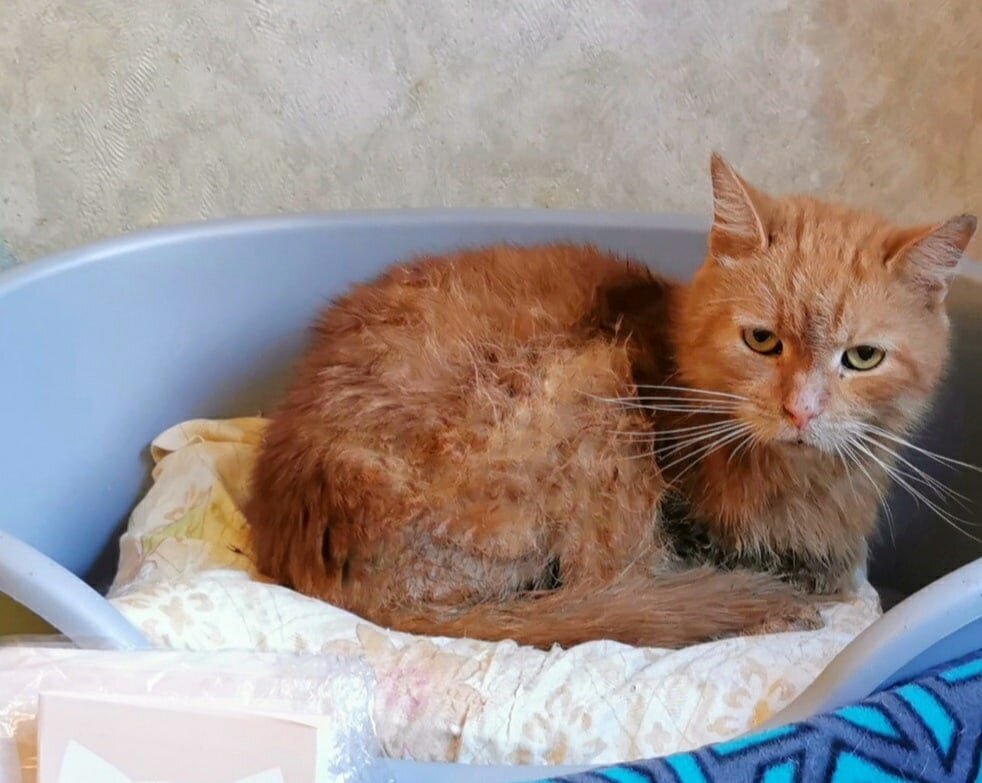 © ВСЕ ОТТЕНКИ КОШАЧЬЕГО. Азамату требуется соблюдать диету.