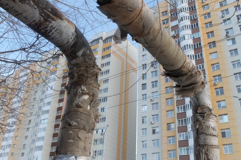    Мэрия Оренбурга дала 10 дней восьми УК на устранение замечаний при подготовке к зиме Белов Михаил Александрович