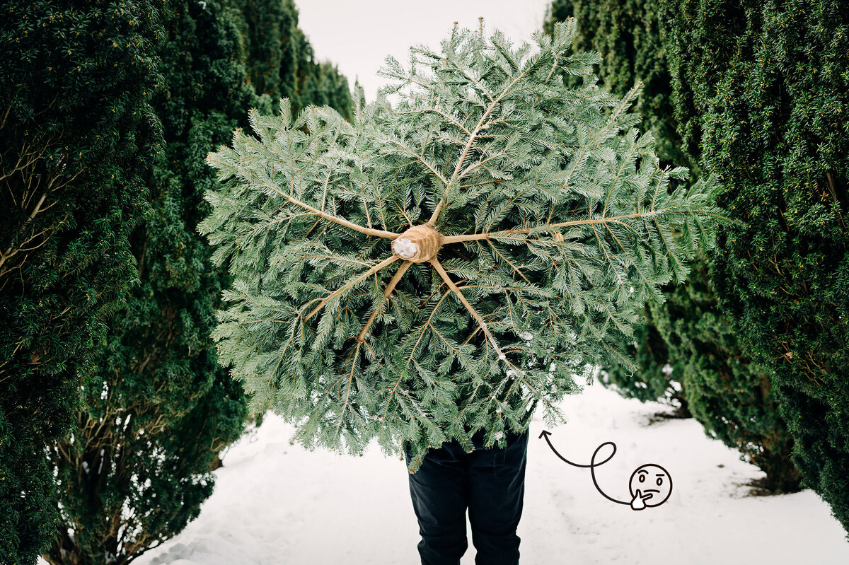     Где ставить и как украшать елку, чтобы привлечь удачу и счастье: ответ эксперта Васту