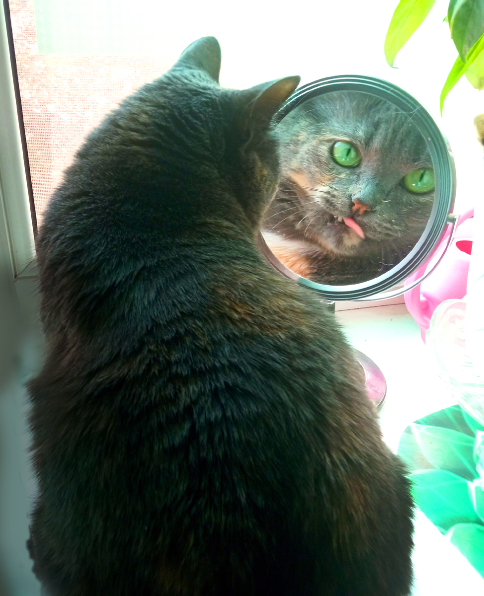 Кися смотрит в зеркало на себя красивую