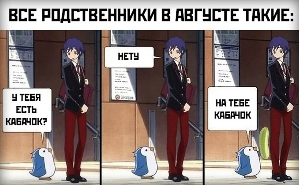 Все родственники в августе: «Тебе кабачок надо?». Самый дружественный овощ.  Оказывается, кабачок — это кустовая разновидность тыквы | Степан  Корольков~Хранитель маяка | Дзен