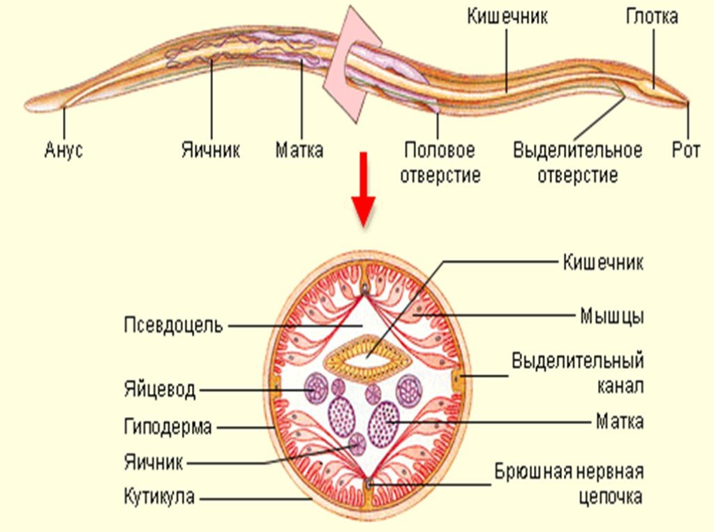 строение глиста