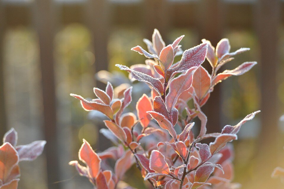     Заморозки ожидаются как в воздухе, так и на почве. Анатолий ЖДАНОВ