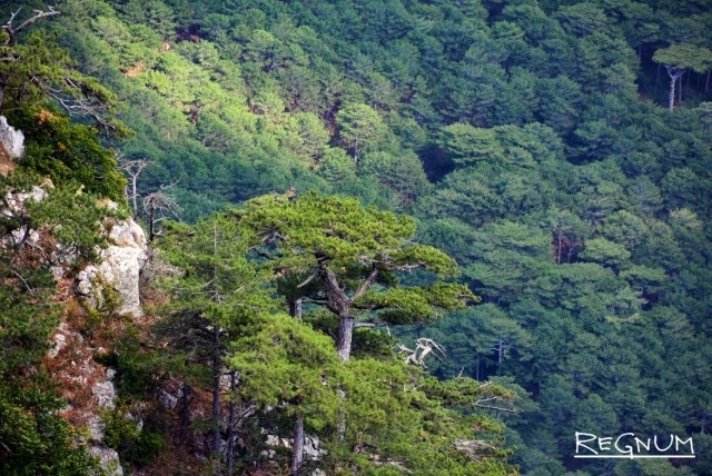    Лес Марина Каширская (с) ИА REGNUM