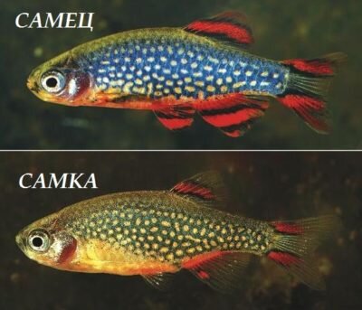 Самец Микрорасборы имеет более яркую окраску.
