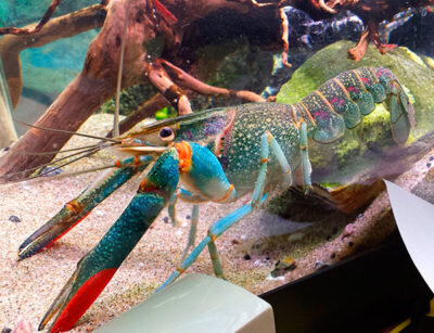 Австралийский красноклешневой рак в вашем аквариуме | АкваОК | Дзен