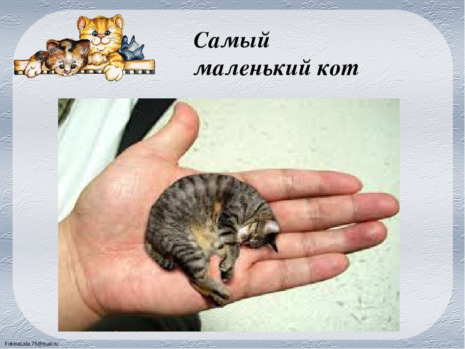 Большой меньше самый маленький. Самый маленький кот. Самая маленькая кошка в мире книга рекордов. Самый самый самый маленький котик в мире. Самый маленький кот в мире книга рекордов Гиннесса.