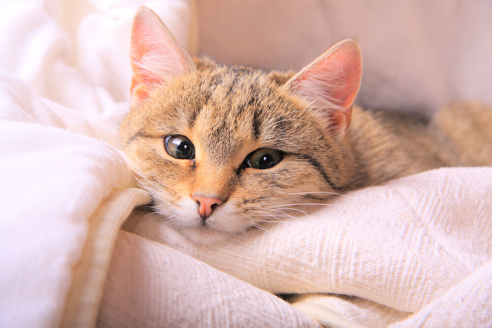 depositphotos.com