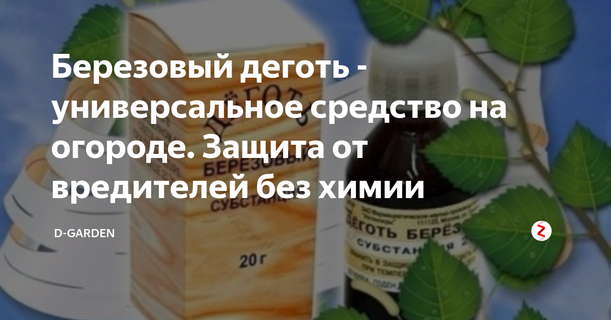 Березовый деготь на огороде. Деготь в саду и огороде применение. Дёготь для сада и огорода применение от вредителей. Дёготь берёзовый для сада применение.