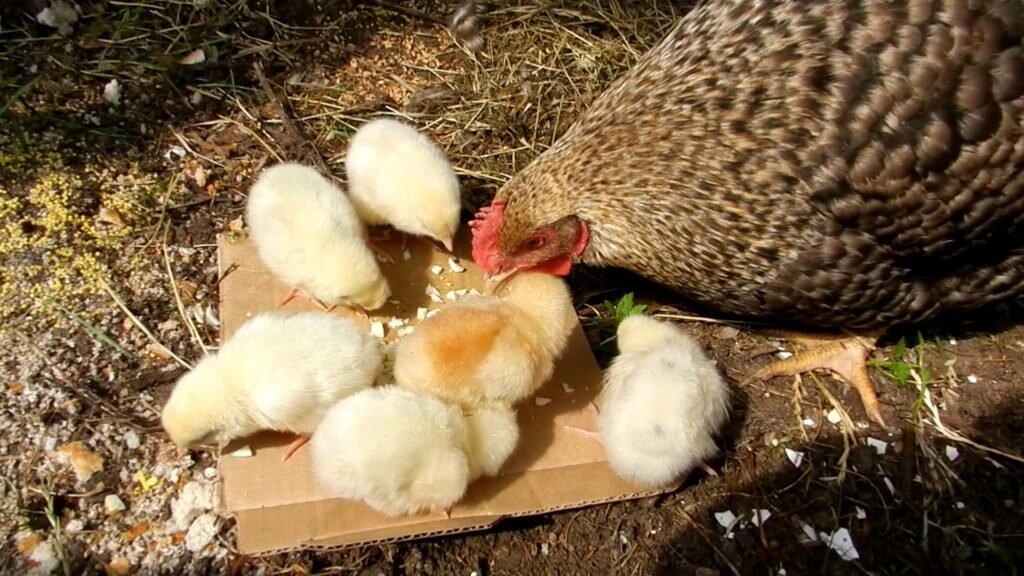 Из чего состоит рацион здоровых цыплят?