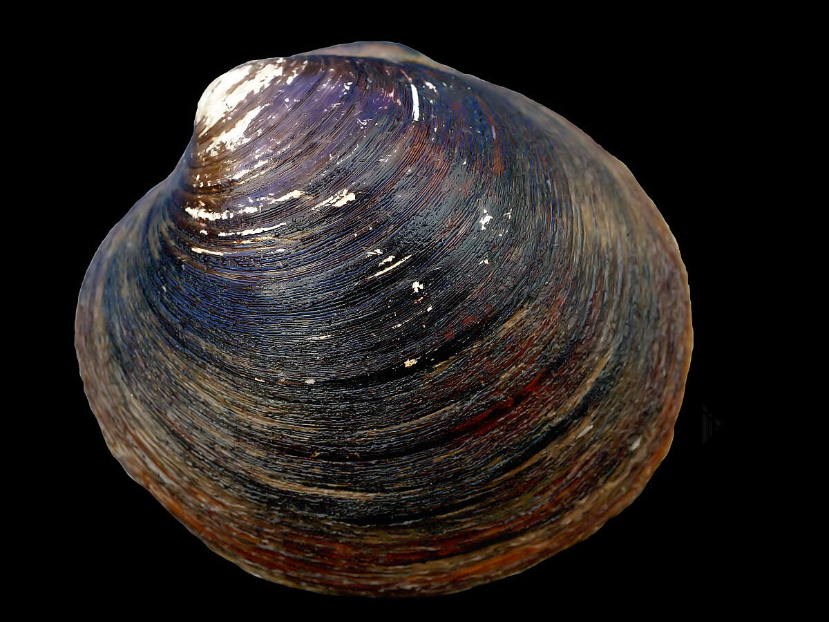  Arctica islandica (Ocean Quahog – Океанический венус). Автор: Hans Hillewaert.