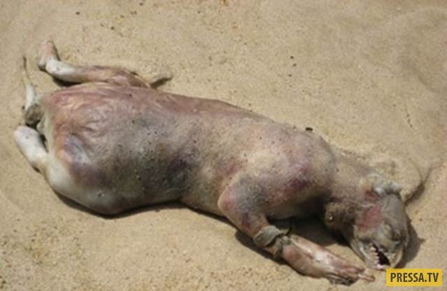 Странные существа
1. Монтокский монстр

История началась, когда неизвестное существо выкинуло на берег в районе Монток в Нью-Йорке в 2008 году. Местная молодежь сфотографировала тушу и продала снимки в газеты.
