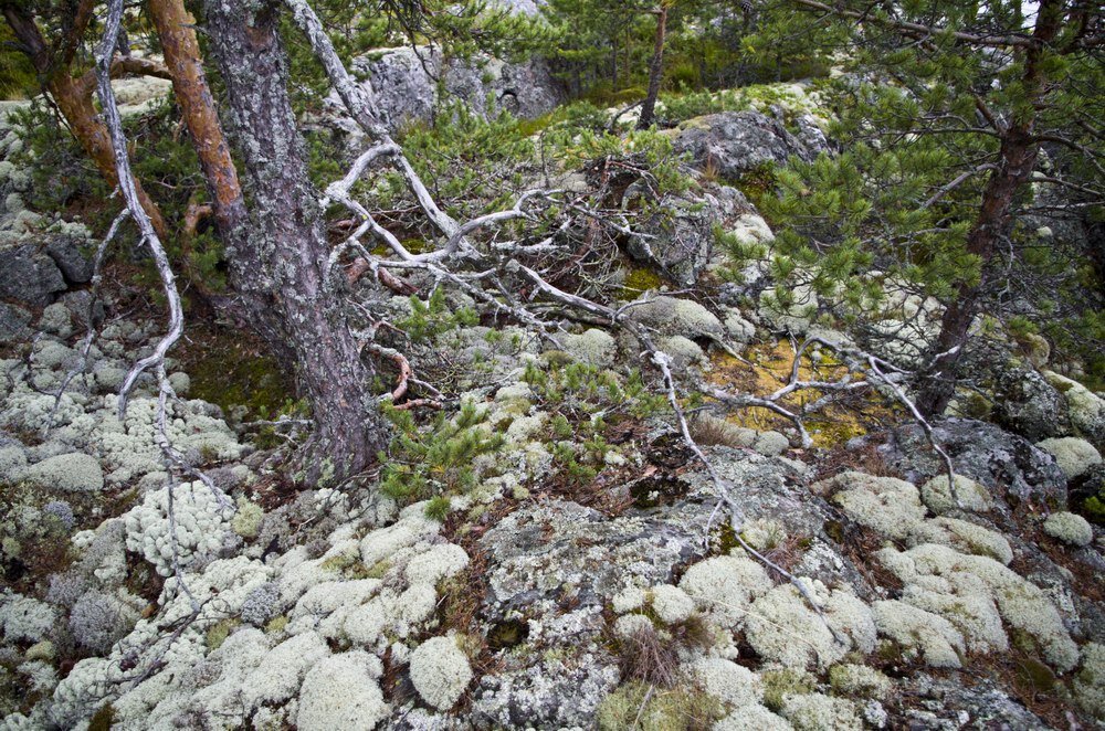 Путешествие по тайге всегда довольно однообразно егэ сочинение. Экспедиция отправляется в тайгу. Путешествие по тайге всегда довольно однообразно. Мясников поездки в тайгу. Путешествие в тайгу.