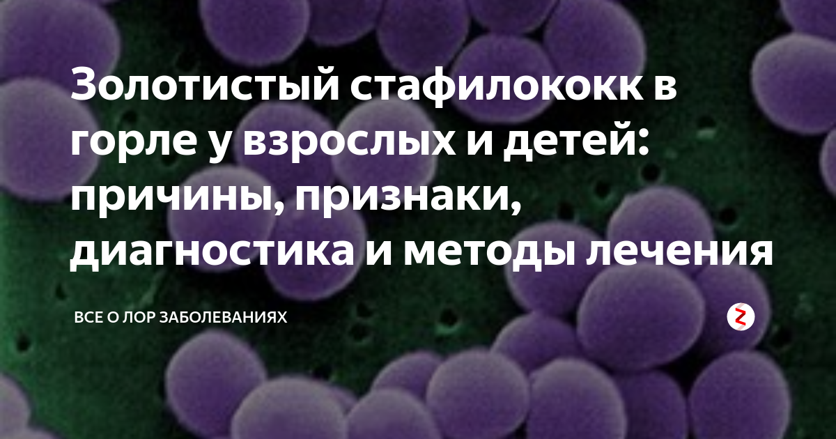 Как избавиться от стафилококка навсегда. Золотистый стафилококк симптомы. Стафилококковая инфекция.