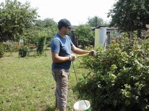 Практически все химические препараты, рассчитанные на борьбу с вредителями смородиновых кустов, можно приобрести в специализированных магазинах.