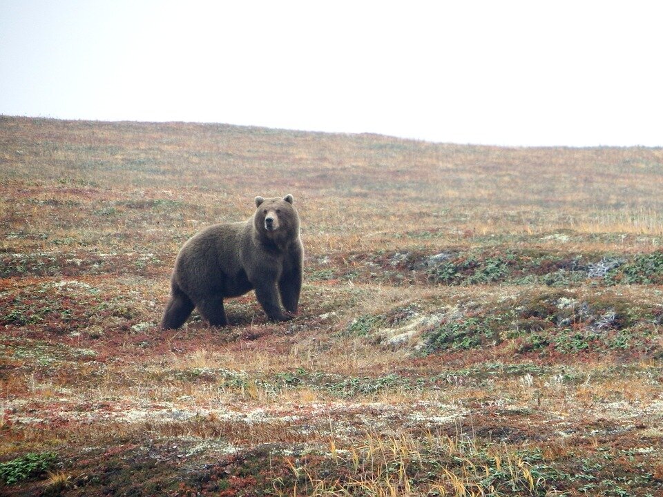 Фото взято с сайта: pixabay.com Лицензия:  CC0 Creative Commons
