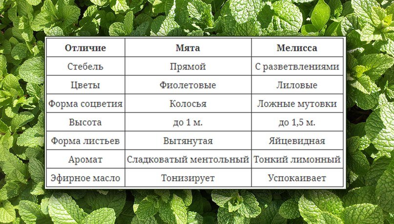 Отличия мяты и мелиссы