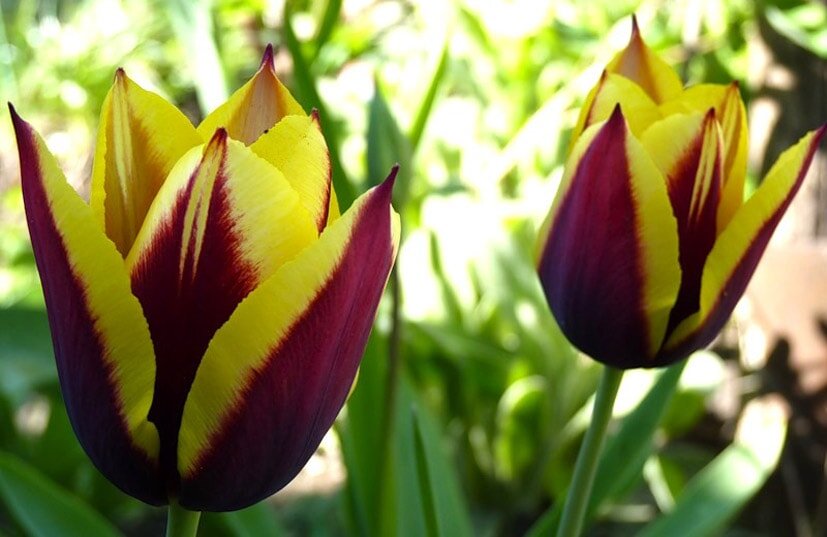 Виды тюльпанов с фото и описанием