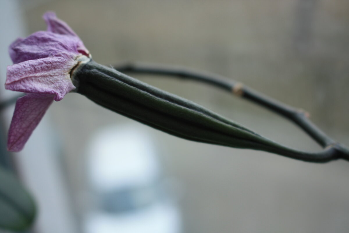 Орхидея из фласки
