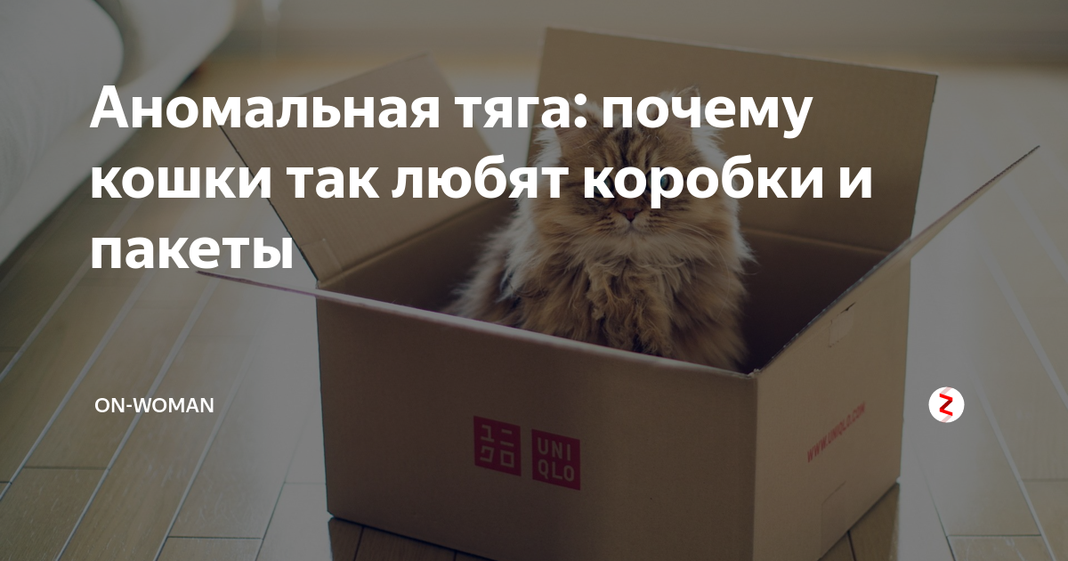 Кошки испытывают чувство безопасности и спокойствия, находясь в коробках и пакетах
