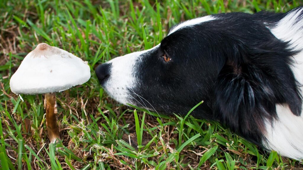 Едят ли собаки траву. Собака шампиньон. Собака и грибы. Ядовитая собака Лесная. Как выглядит ядовитая собака.