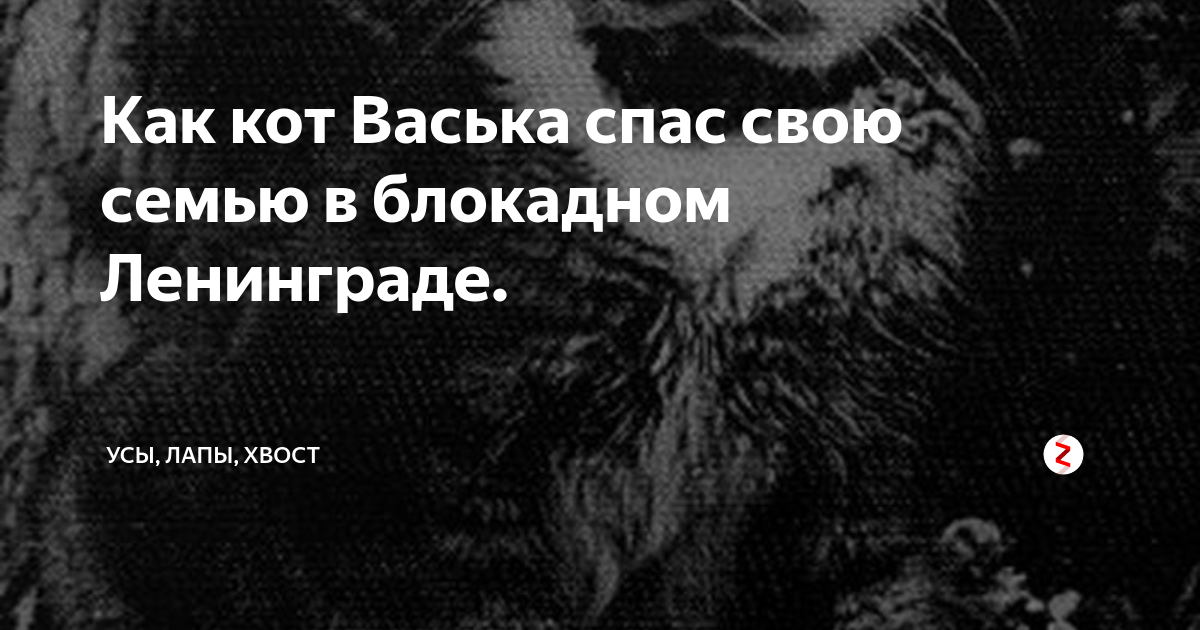 Кот в блокадном ленинграде спас семью. Кот Васька в блокадном Ленинграде спас семью. Кот Васька в блокадном Ленинграде рассказ.