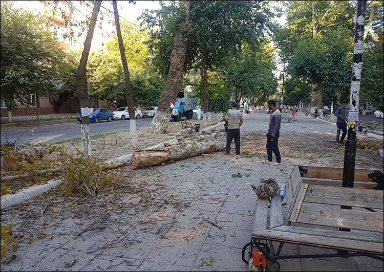 Место вырубки деревьев в Чиланзарском районе. Фото из Facebook Данаты Давроновой