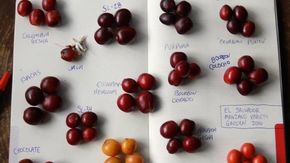 Ягоды разных кофейных сортов. Фото: Anthony Auger for Caravela Coffee