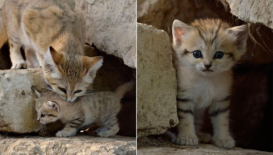 Как выглядел 1 кот. Барханный кот котята. Барханный кот милые. Барханный кот Иордания. Коты маленькие и взрослые.