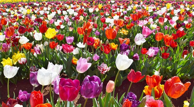 Фестиваль тюльпанов в Мельбурне. Фото автора.