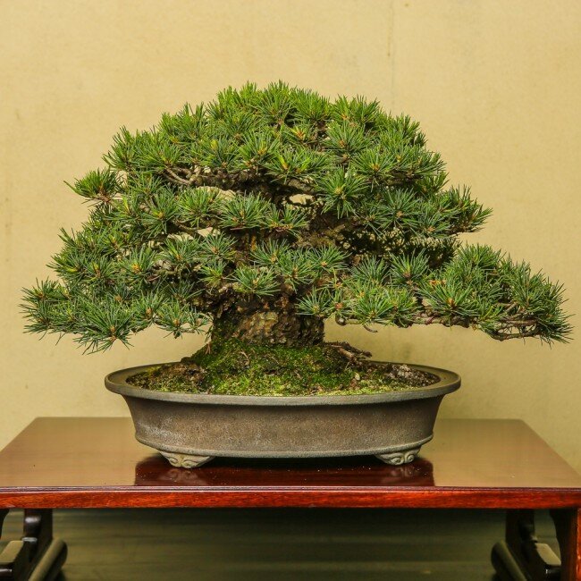 60-ти летний бонсай из сосны стоимостью около 187 тыс. рублей (из omiyabonsaistore.com)