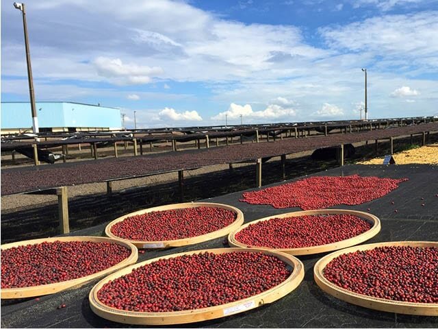 Ягоды красного бурбона и красного Катуаи сортируются перед тем, как отправиться на сушку на так называемых африканских кроватях. ©O’Coffee Brazilian Estates
