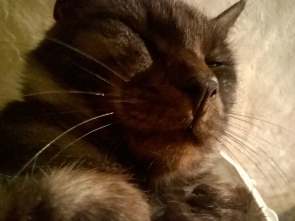 Кошка мими и котик. Наши котики. Наши кошечки 3. Нашего котенка нашего. Нашего котенка.