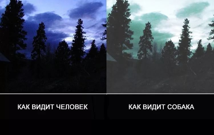 НА ЭТОЙ ИЛЛЮСТРАЦИИ ПОКАЗАНО КАК ВИДИМ МЫ, и как видят братья наши меньшие .
