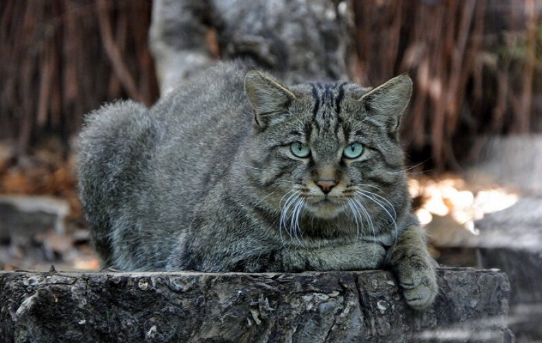 Лесной кот - ближайший предок домашней кошки