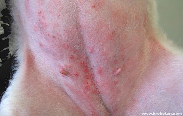 Источник фото: http://www.krohotun.com/veterinariya/dermatit-u-sobak.html