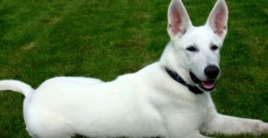 Белая Швейцарская Овчарка